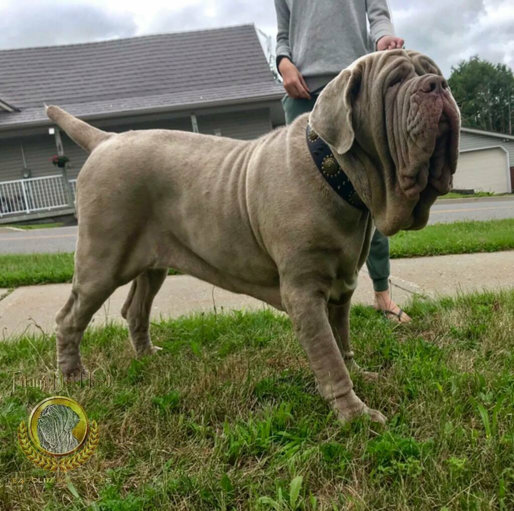 NordTitani's tweet photo. Caliber K9’s Wolverine 20 months tomorrow and turning into quite the beast 💪
#neapolitanmastiff #mastinonapoletano #italianmastiff #beast #neosofinstagram #neapolitanmastiffsworldwide #neapolitanmastifflovers #neapolitanmastiffs #mastiffgram #bigdo… https://t.co/II3oXHoEw3 https://t.co/yoJzLbuChJ