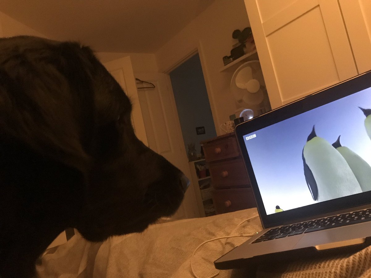 LunaWaggles's tweet photo. Tonight, it’s all about the penguins! #dogsoftwitter #goldador #dogstv https://t.co/TBCFq45yLU