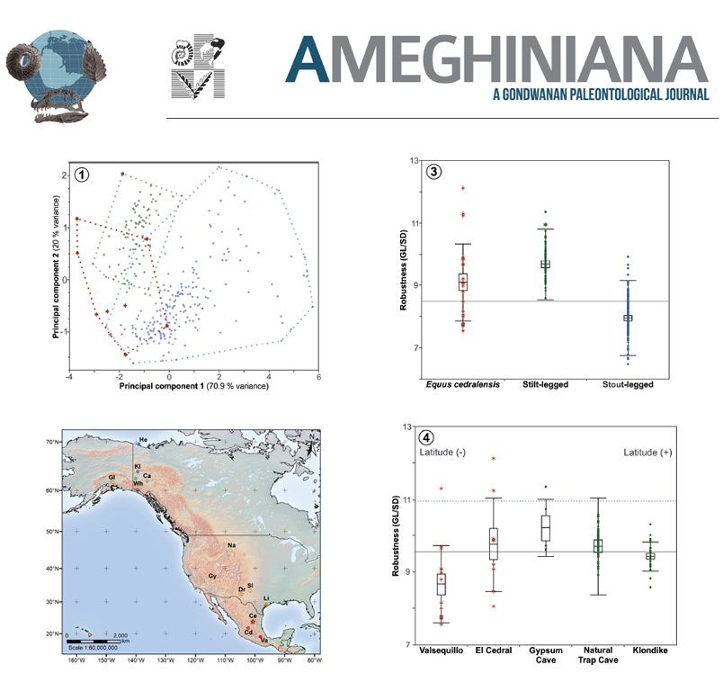 ameghiniana's tweet photo. New report:
🗨 multivariate & univariate analyses of 332 #metatarsals from caballine and non-caballine Pleistocene 🐴 species from #NorthAmerica
🗨 #Equus cedralensis ➡️ Haringtonhippus francisci
#Horses #Mexico #VertebratePaleontology
https://t.co/DVIB2zpDKi https://t.co/sFtPAolsYB
