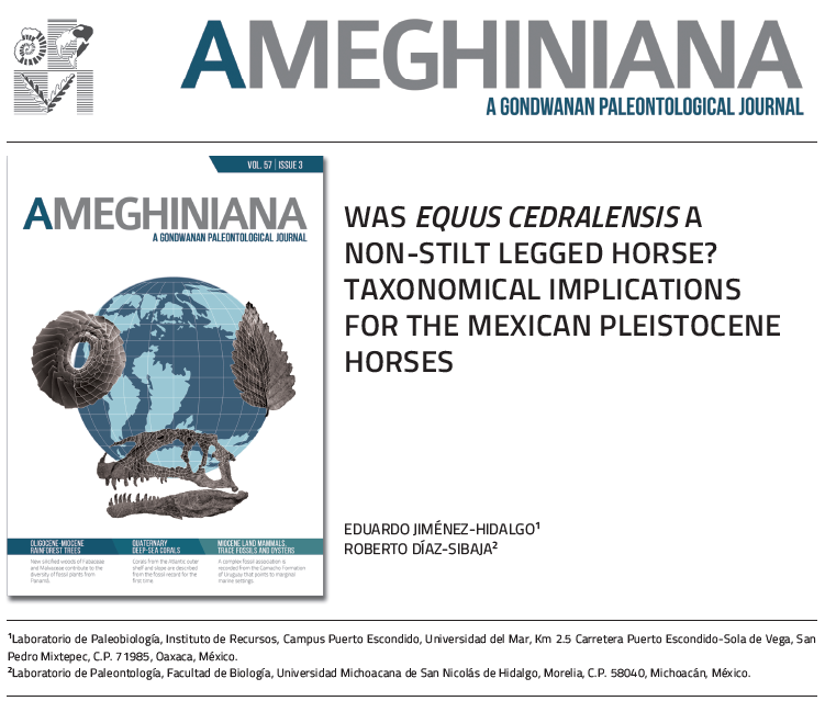ameghiniana's tweet photo. New report:
🗨 multivariate & univariate analyses of 332 #metatarsals from caballine and non-caballine Pleistocene 🐴 species from #NorthAmerica
🗨 #Equus cedralensis ➡️ Haringtonhippus francisci
#Horses #Mexico #VertebratePaleontology
https://t.co/DVIB2zpDKi https://t.co/sFtPAolsYB