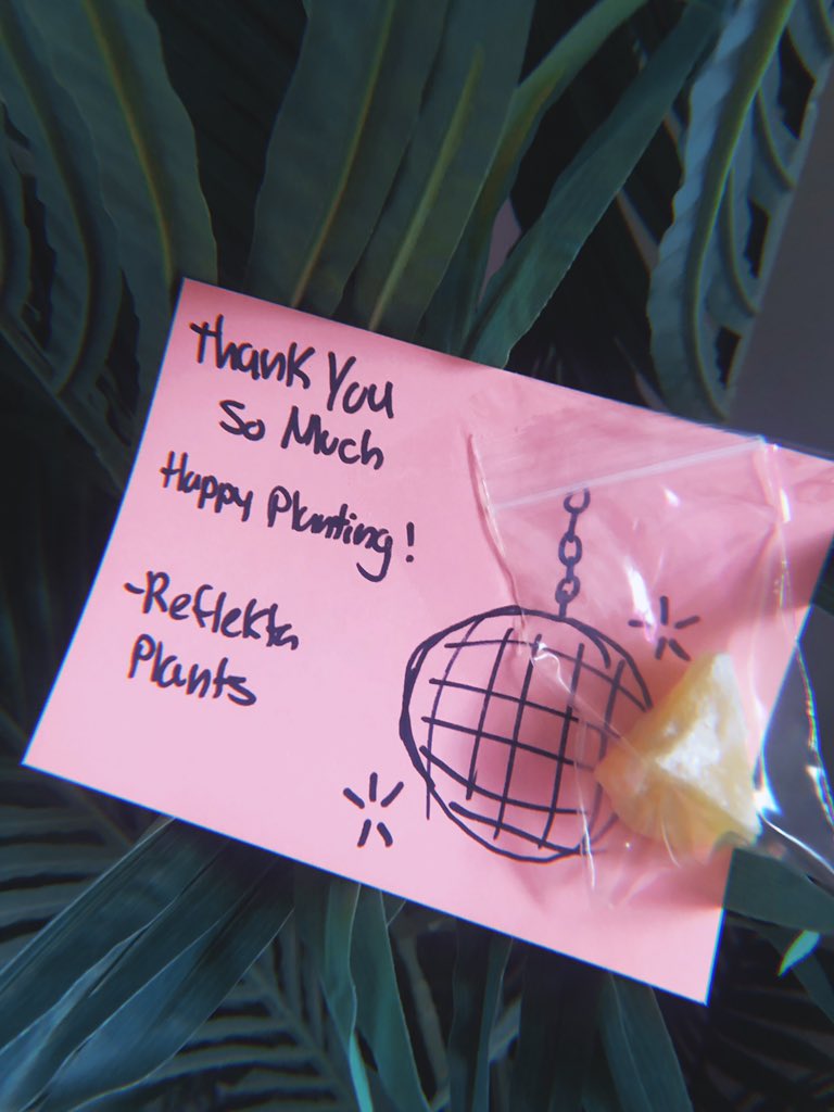 Reflekta_Plants's tweet photo. Giving out little crystals with every order 🤍🌸 https://t.co/E2zix9ieaz