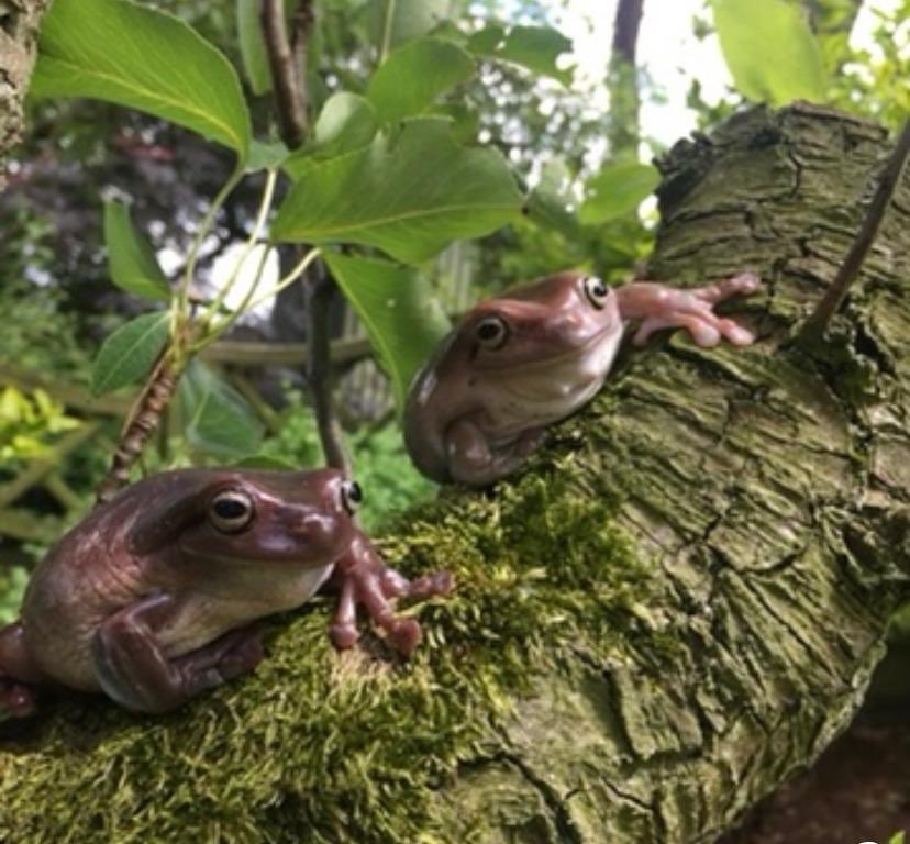 Did you know?
Tree frogs don’t drink, they absorb water through their skin.
If you’re interested in finding out more about our animal education experiences, drop us a message. #animalexperiences #animaleducation #cumbrialife