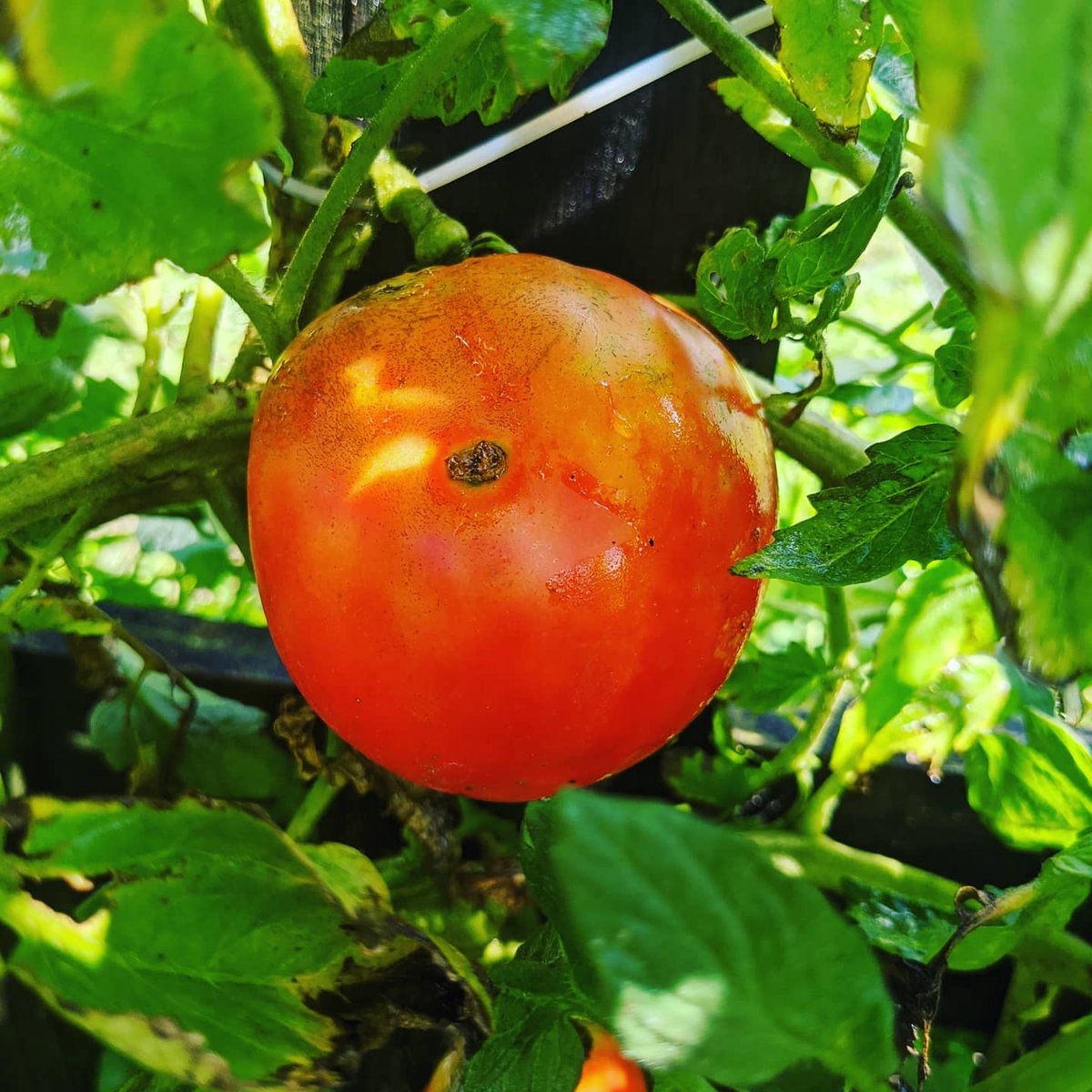 CozyCutiesTV's tweet photo. I finally got a #tomato with out #bugs getting to it first . I used #ivorydishsoap  and a #pumpsprayer 

#gardentips #gardenlife🌱 #gardenupdates  #tomatoupdate  #ivorydishsoap #bugsaway https://t.co/mxbkI9uPtw