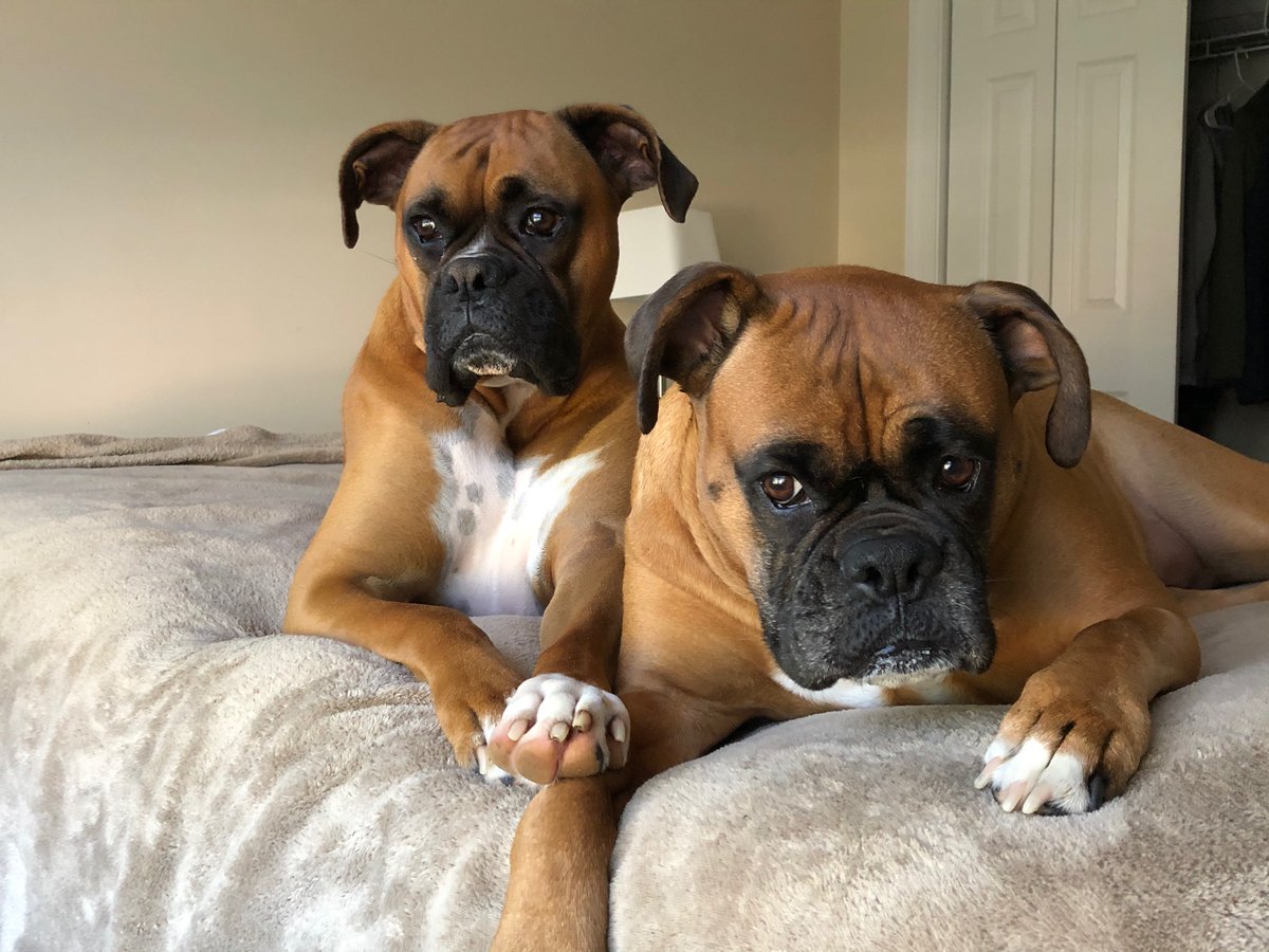 DrSpriet's tweet photo. My study buddies - today and everyday! #hpeinres2020 https://t.co/pJ2Q4WXxo2