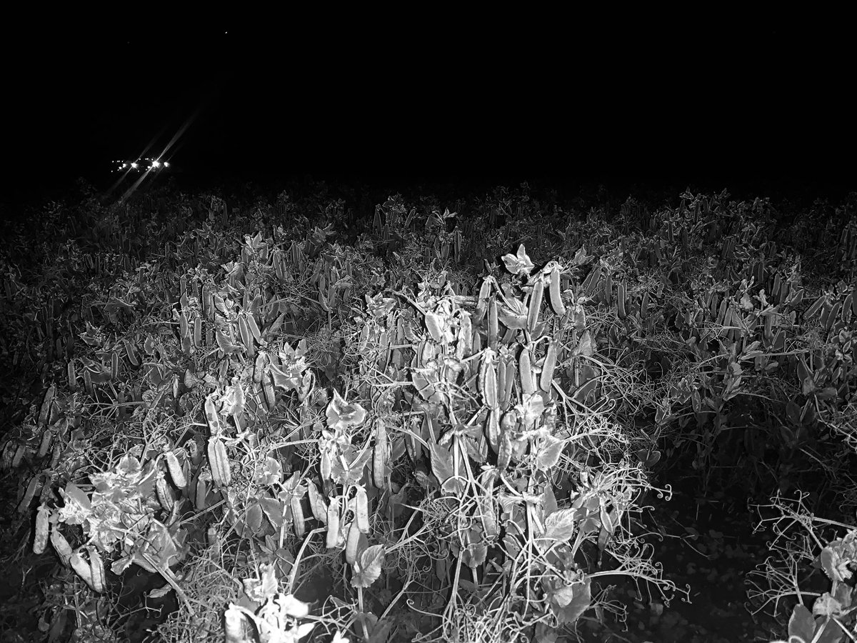 Russell Corfield tweet media