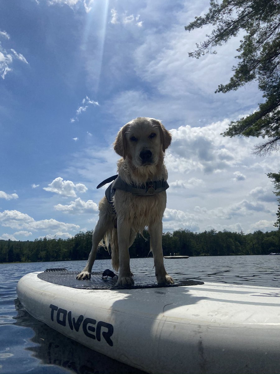 laketimenh's tweet photo. Dog paddling ๐๐ผโโ๏ธ๐พ #laketime #lakewicwas #603love #thisisnh #lakesregionnh #lakelifebestlife #mynh #nhlife #nhlakes https://t.co/Djv35XKN0C