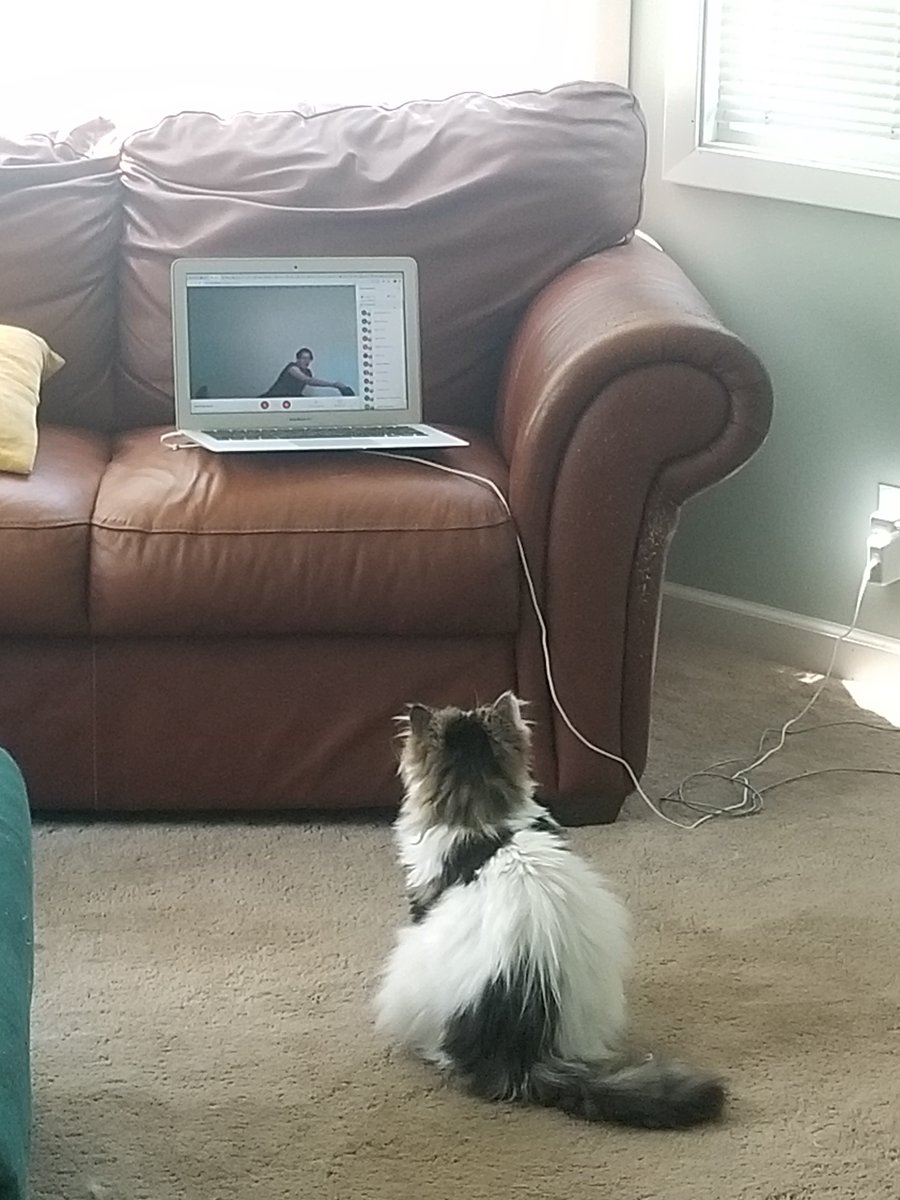 HopkinsOneVoice's tweet photo. Here's Gizmo watching Sophie's awesome low-impact, no equipment workout! https://t.co/kj1LZFsAn5