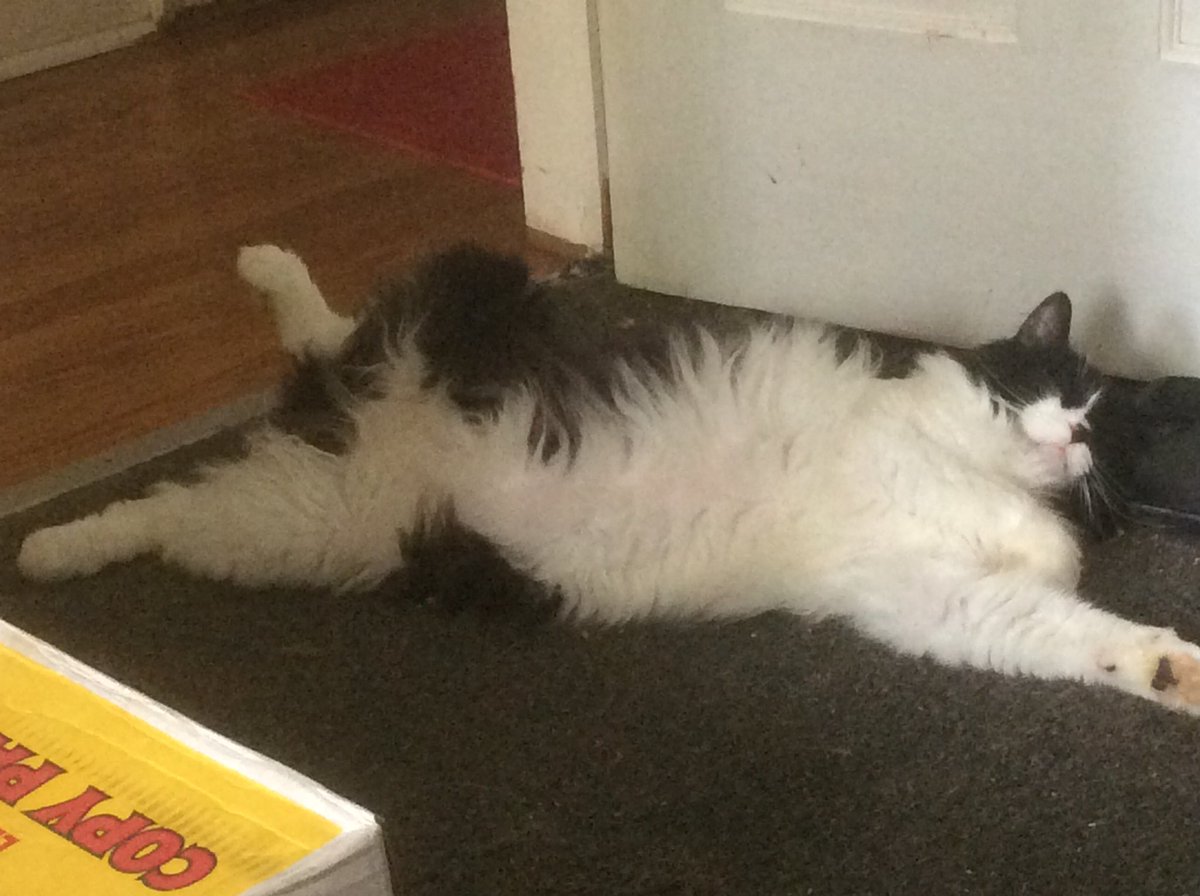 CherylD_1127's tweet image. Hot Kitty! 89 degrees F 🌡 No A/C 🥵 But Swiffur got his summer haircut at The Pawlour so he’s good 😎 #fursure #summer #CatsOfTwitter