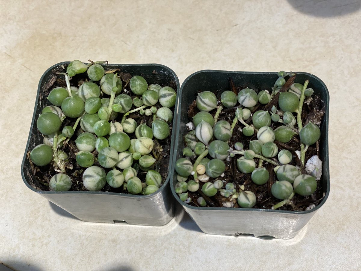 GaBridge's tweet photo. Knee surgery wasn’t good for my plant addiction 🤷🏻‍♀️

Meet my new babies 🥰 https://t.co/cjePZOzCck