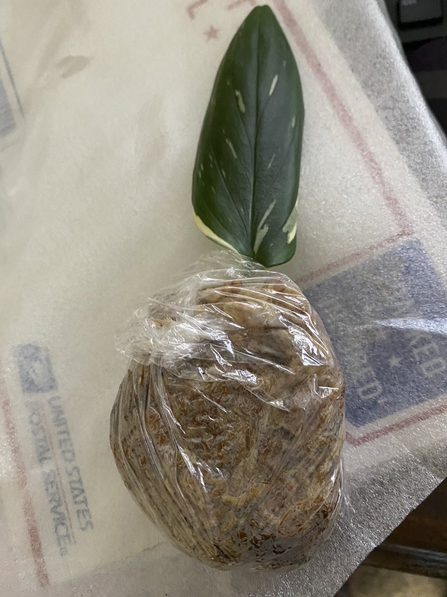 GaBridge's tweet photo. Knee surgery wasn’t good for my plant addiction 🤷🏻‍♀️

Meet my new babies 🥰 https://t.co/cjePZOzCck