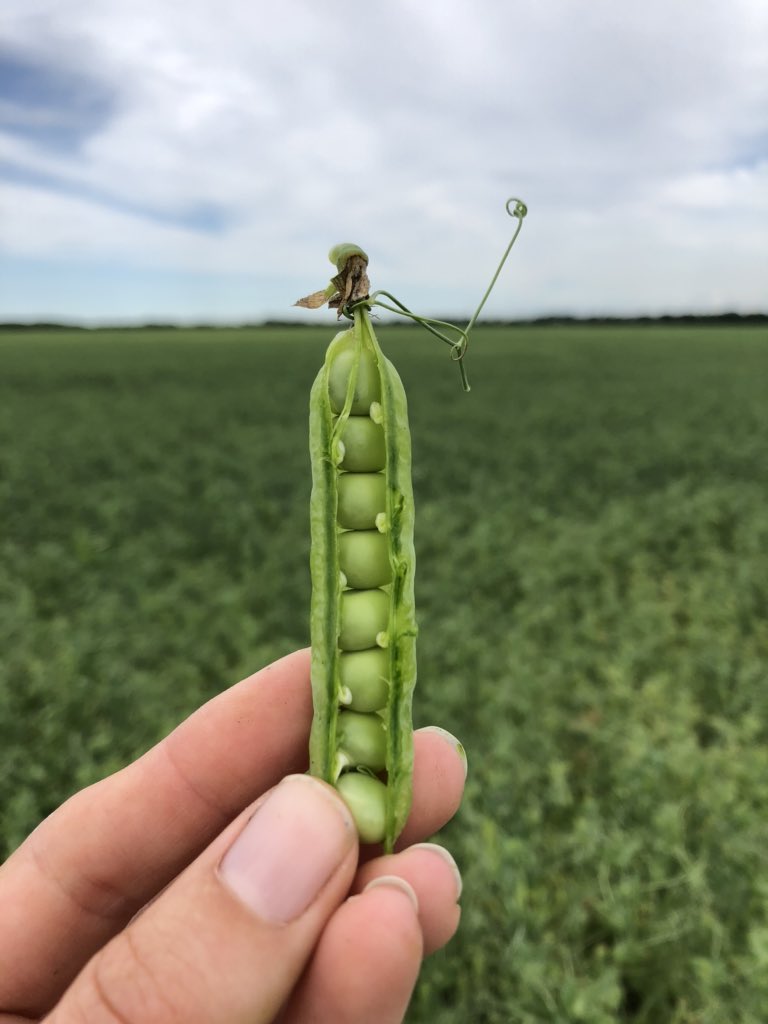 Yield potential looks good. Last year, our peas went 54 bpa with 3-5 pods/plant, fewer plants and seeds. This year, I’m finding 5-7 pods/plant with more plants and seeds. 
#optimistic #peas #mbag