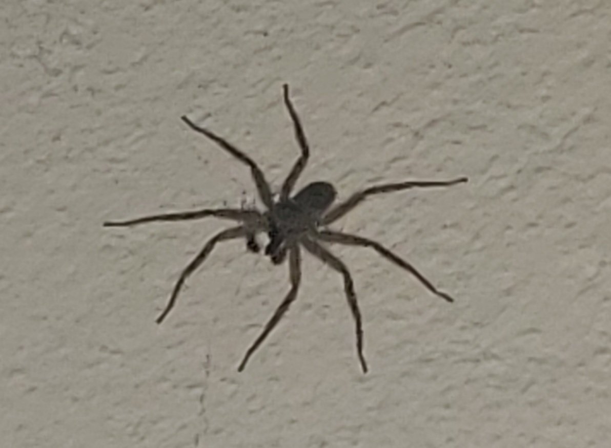 elojabur's tweet photo. @Michelotto8legs estou num rancho na beira do Araguaia, em Tocantins. E tem muitasss aranhas dessas... São perigosas? Muito obrigada desde já... 😁😉 https://t.co/NGVJtKi7lS