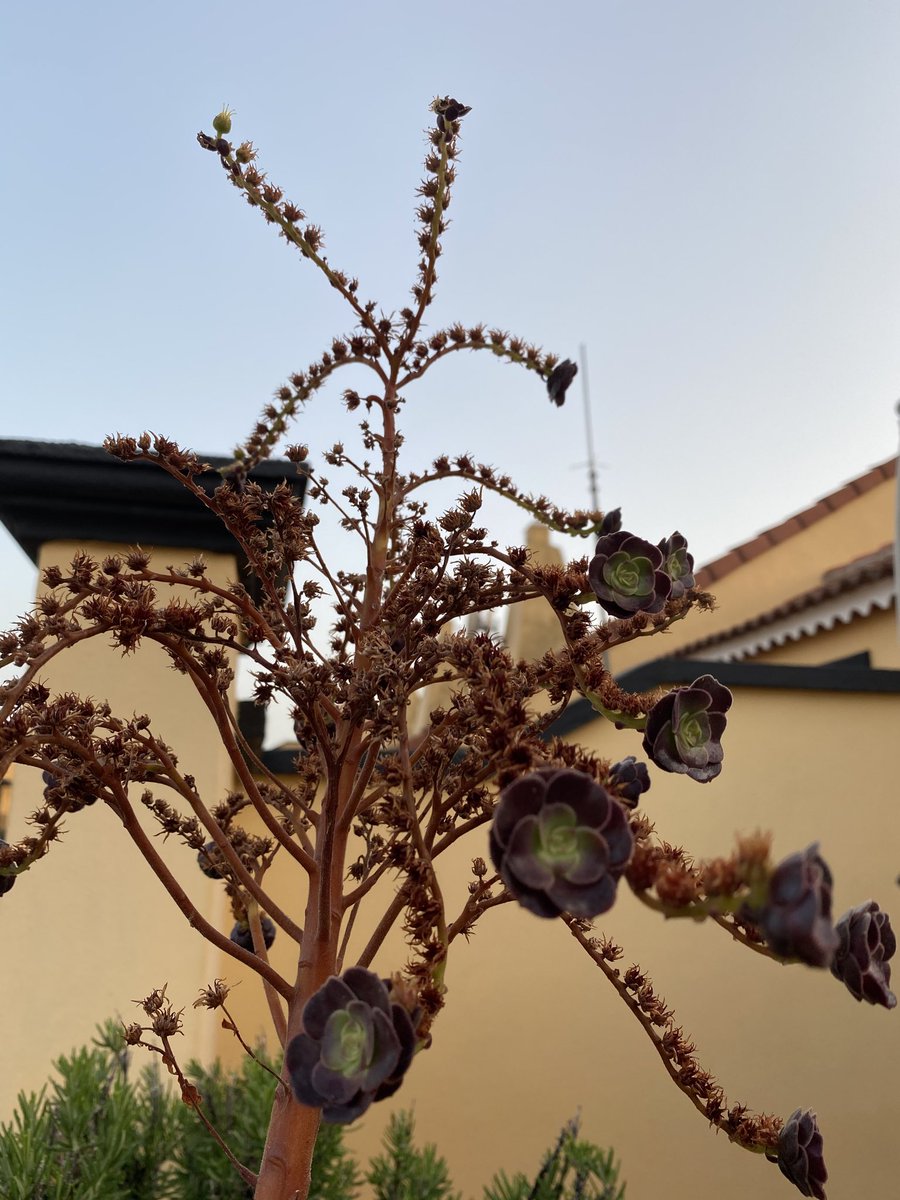 RusoAzul's tweet photo. Una de las plantas que me cautivan son los #bejeques, tengo 3 que adornan mi casa y le aportan identidad canaria. Uno de ellos ha florecido hace unos meses y de sus flores han surgido estos curiosos y bellos brotes. Es la primera vez que los veo. #Canarias https://t.co/B0kCQCAVBi