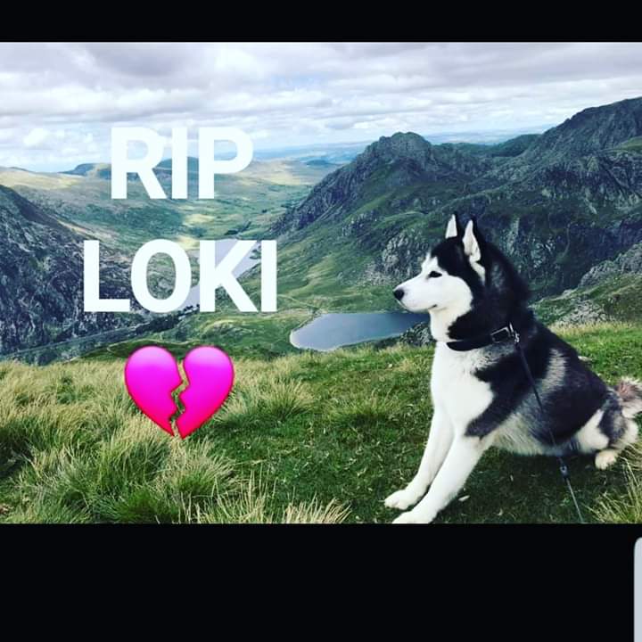 WayneKoda's tweet photo. Very sad news
#RIPLoki #Snowdonia https://t.co/4vv0DWgR1G