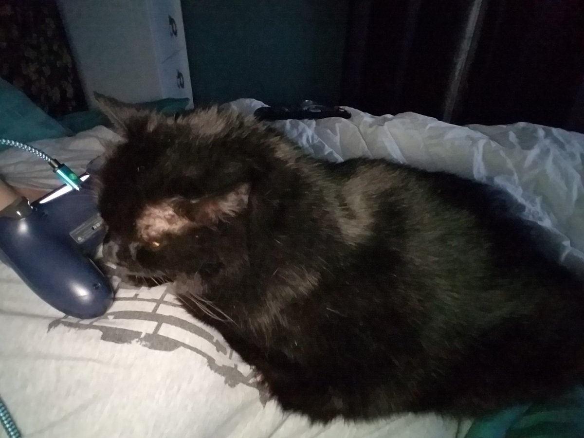 BestCatArwyn's tweet photo. Helping Momma raid tombs tonight.
#gamercat #bestcat #tombraider #videogames #ihelps https://t.co/Y4gAy7mIuW