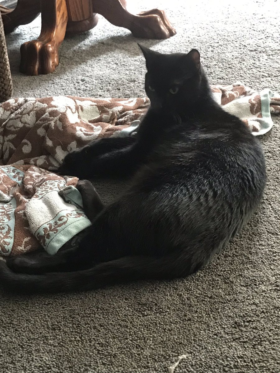 GizmoBlackberry's tweet image. Update on the towel situation: it is still mine and you still are not allowed to touch it!!!!!