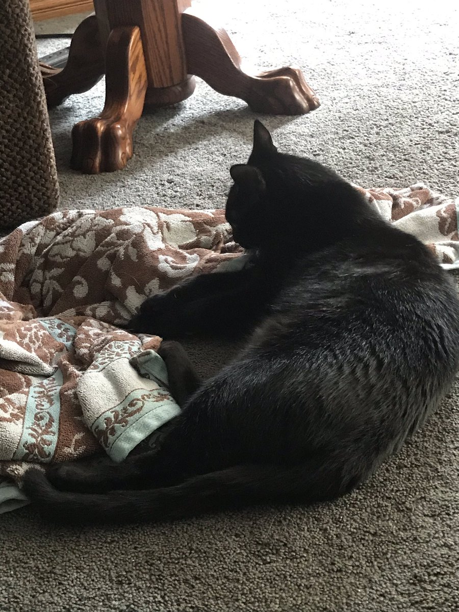 GizmoBlackberry's tweet image. Update on the towel situation: it is still mine and you still are not allowed to touch it!!!!!