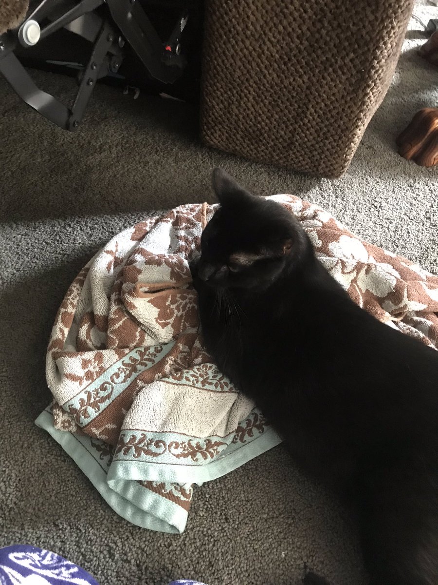 GizmoBlackberry's tweet image. Update on the towel situation: it is still mine and you still are not allowed to touch it!!!!!