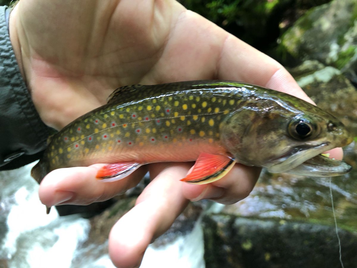 TuckRiverClub's tweet photo. Tuck Fly Shop guides and guests had a great weekend chasing fins where the wild things are!
#TuckFlyShop #SylvaNC #BrysonCity #flyfishNC #NCTroutCapital #GreatSmokies #DiscoverJacksonNC https://t.co/oreOQGTptm