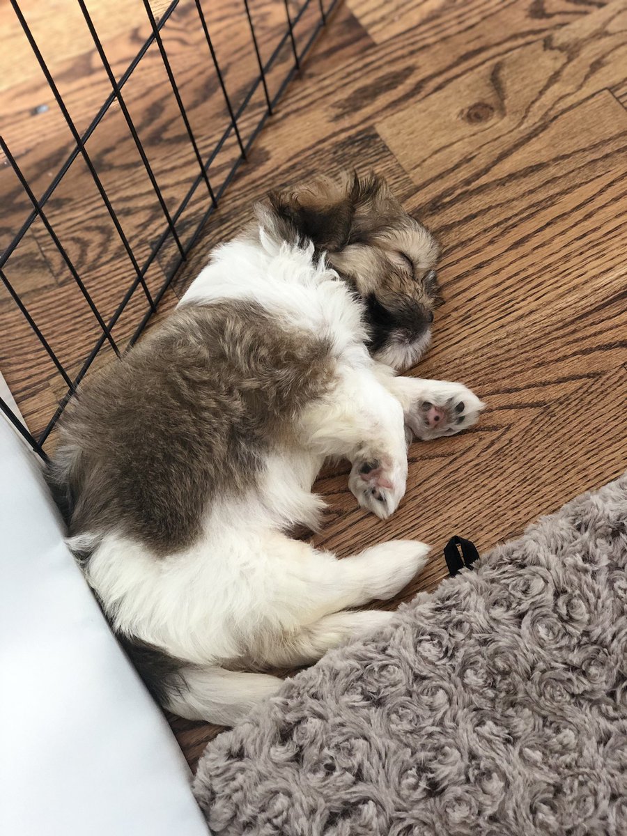 justjiwonn's tweet photo. misu overload 💖💖💖 sorry not sorry for all the puppy content everywhere, that’s not gonna go away for at least another few months https://t.co/b5oEy6Vlxl