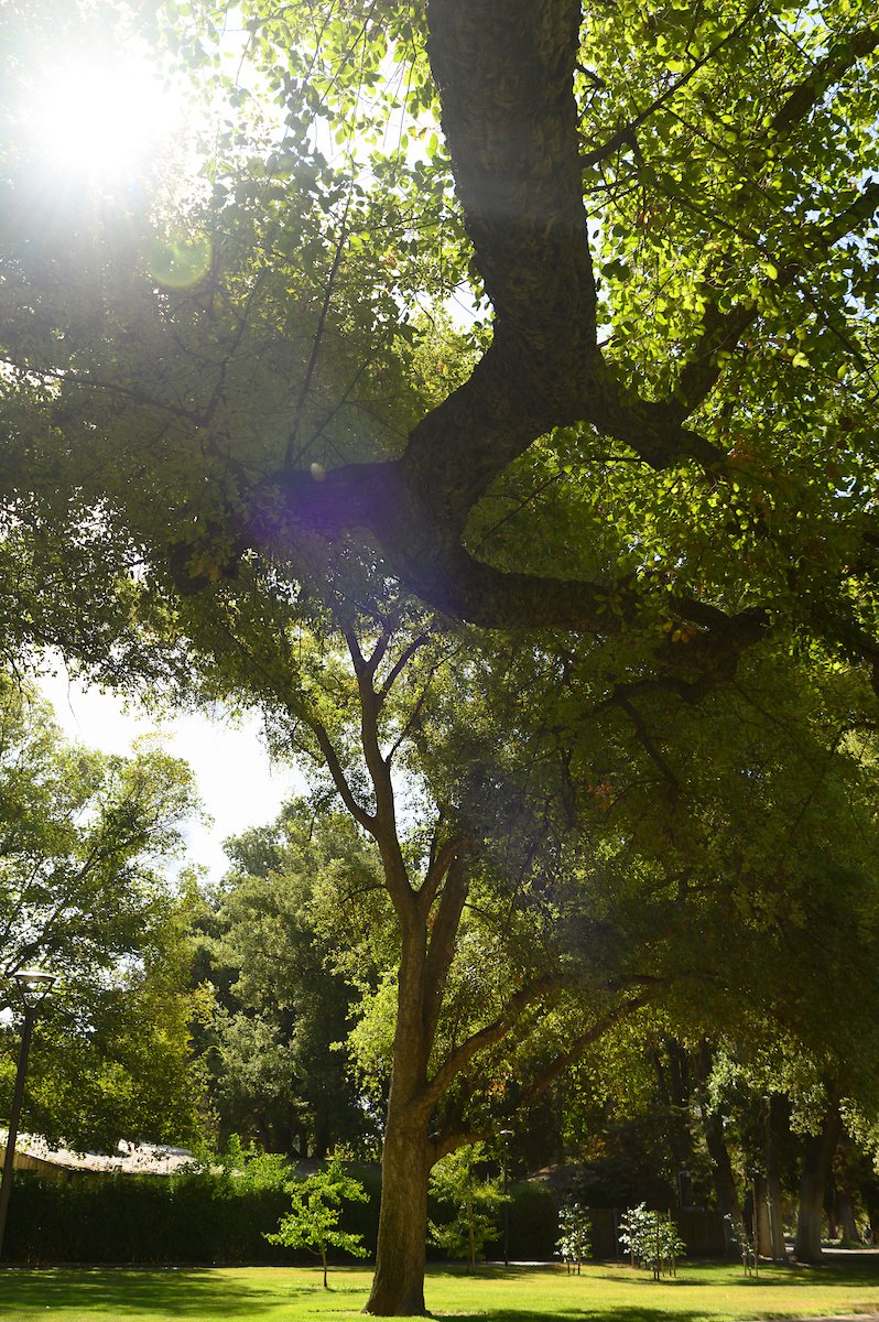 ucdavis's tweet photo. Campus oaks are still as beautiful as ever. https://t.co/u5outXfkMr