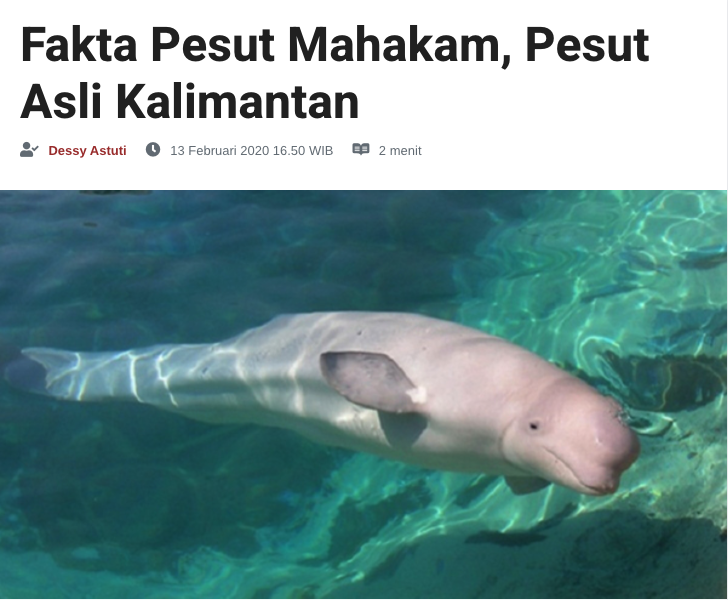 pesut mahakam ini kayak lumba-lumba