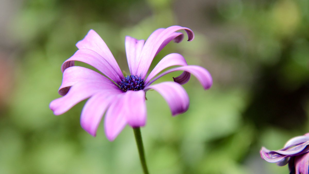 Yuki 花びらがカールしてて可愛いらしいお花 アフリカンデイジーかなぁ Lovely Flower With Curly Petals I Wonder If African Daisy