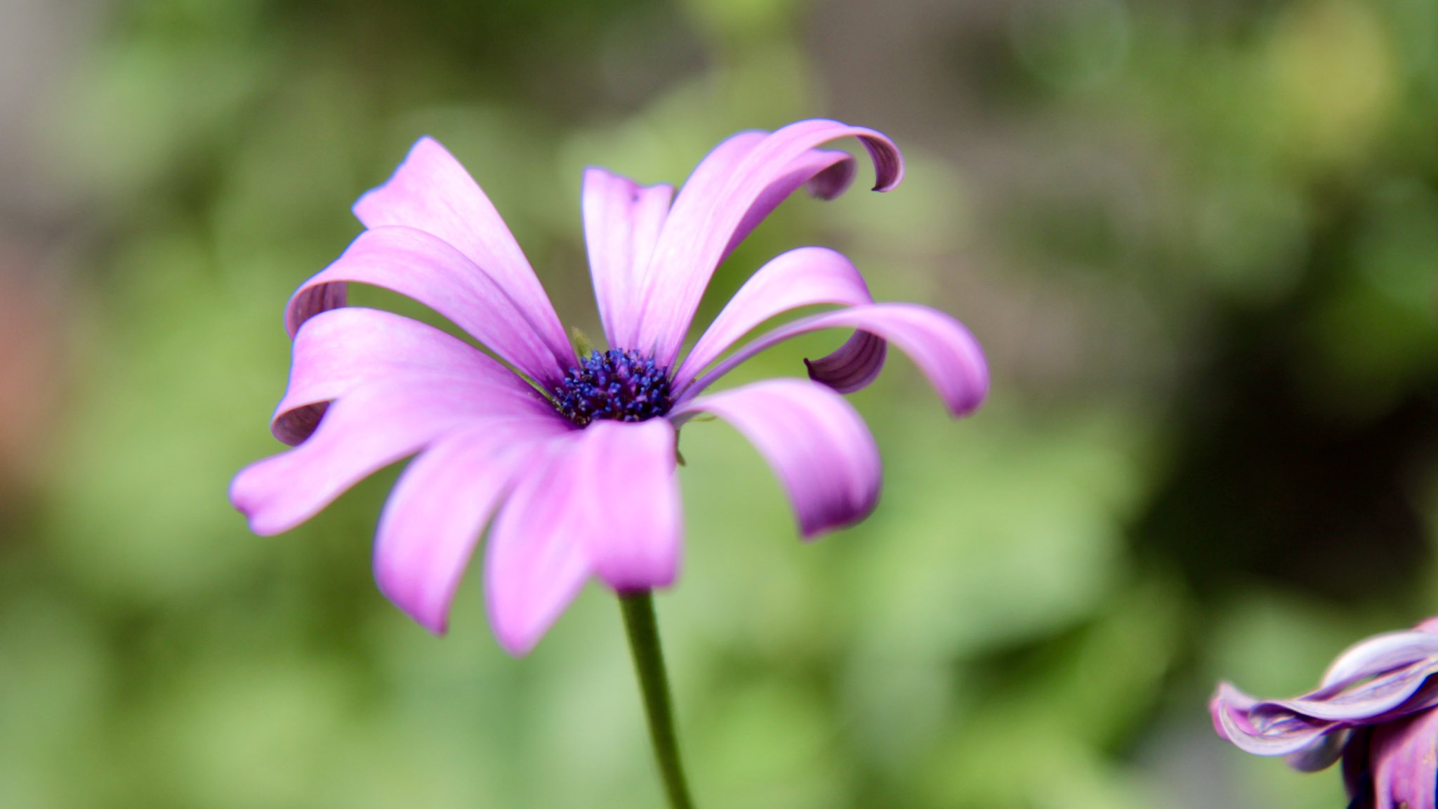 Yuki 花びらがカールしてて可愛いらしいお花 アフリカンデイジーかなぁ Lovely Flower With Curly Petals I Wonder If African Daisy Yuki 花びらがカールしてて可愛いらしいお花 アフリカンデイジーかなぁ Lovely Flower With Curly Petals I Wonder If African Daisy