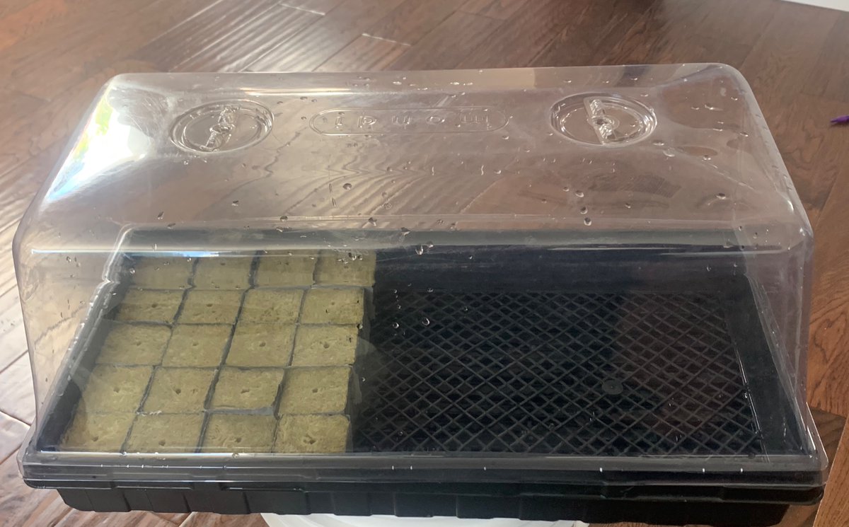 Here is the sterile dome setup w/ 2” cubesThese are larger than the 1.5” ones I most often use but these plants may sit in the cubes for a couple of weeks, so big is goodNote the mesh tray insert - this creates an airspace below the cubes (optional). Perlite also works well