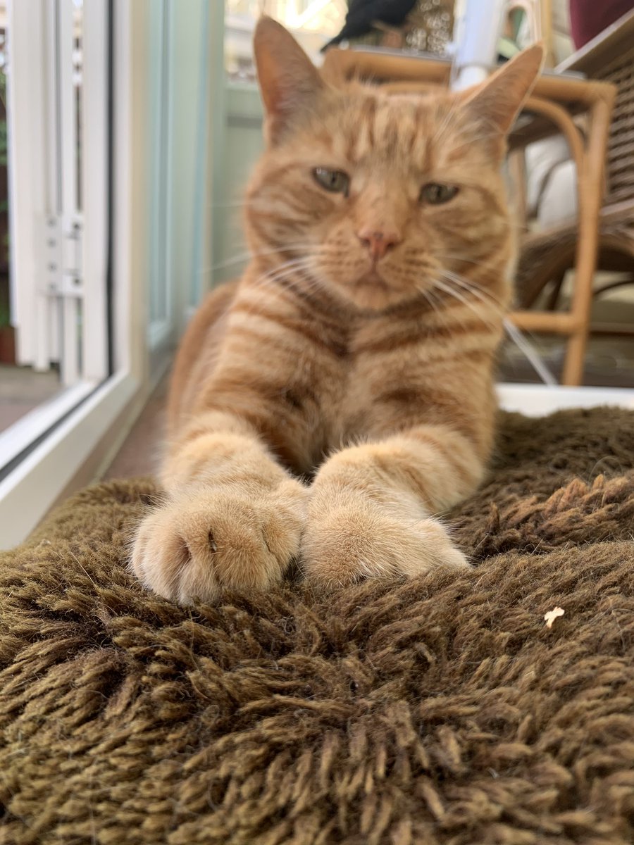JonathanMiles61's tweet photo. This is my, ‘if you don’t wear a #mask you’re an egit’ face. It’s also my, ‘take my picture again without #Dreamies and I’ll cough you a hair ball’ face. Bob. #CatsOfTwitter #catsrool. https://t.co/yv6Rp69c17