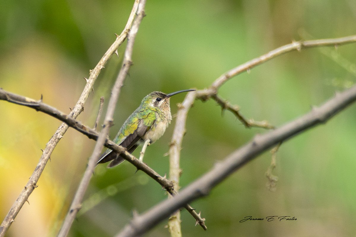 A White-tailed #goldenthroat #hummingbird resting a moment in farmland in North Central #Trinidad.
.
.
.
.
#trinidadandtobago #ttunseen #sassy_birds  #nuts_about_birds  #best_birds_of_ig #kings_birds #pocket_birds #bird_brilliance #eye_spy_birds #bns_birds