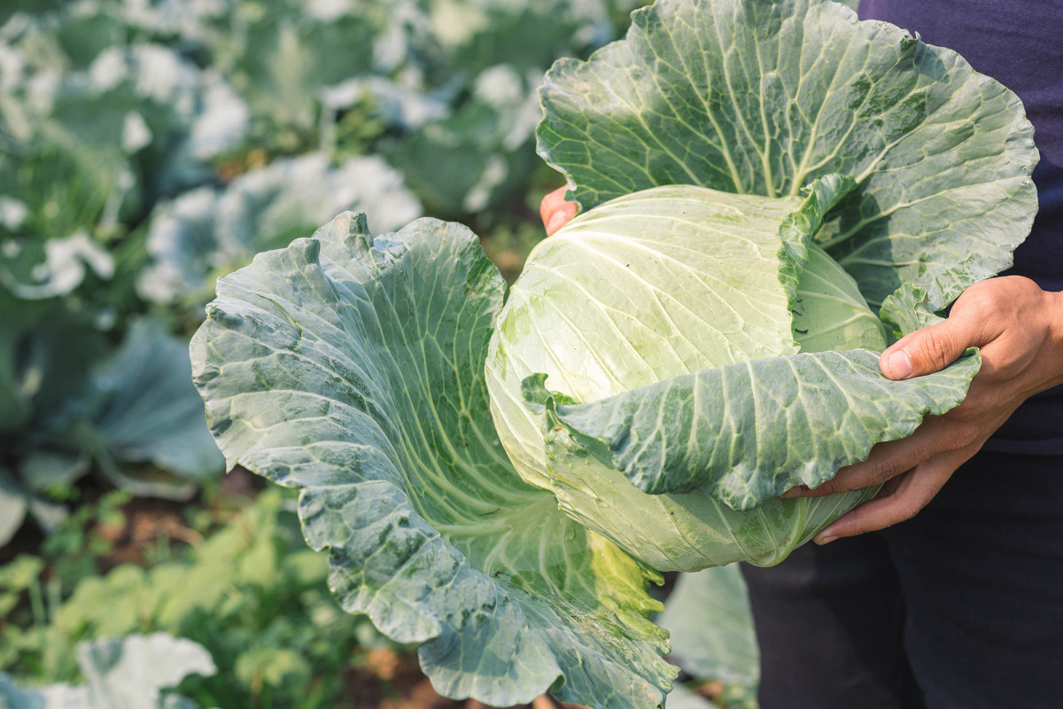 Cabbage could help fight COVID-19, study finds trib.al/XrxyC5u