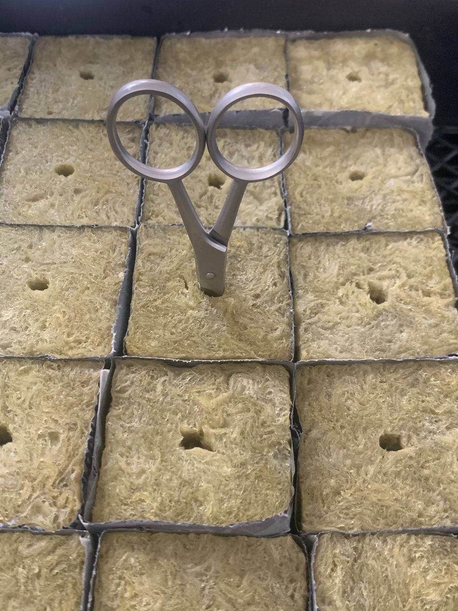 So would say not necessary, but I like to poke a small guide hole w/ a sterile tool: scissors, plastic/metal chopstick, yada. Something that will allow the stem to push throughThese stems were fairly girthy so it seemed a good idea, thin stem plants seem to appreciate the help