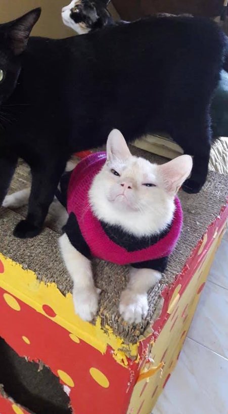 flow_'s tweet photo. After mysteriously disappearing Nico’s secret and evident rendezvous with his Hypixel egirl, Mr. Ming hit us up today with a cheerful “meow” confirming that he is indeed in a safe and happy state. https://t.co/56OZ7hUU52