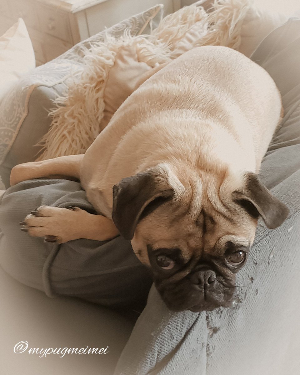 My potential is limitless, but Monday is holding me back.🥺🙄 much love mei mei💜xoxo #pugs #pugsofinstagram #dogsoftwitter #Dog #DogsofTwittter #cute #sweet #instagood #instagram #instadaily #photoshoot #puppy #puppylove #SleepMeister #mondaythoughts