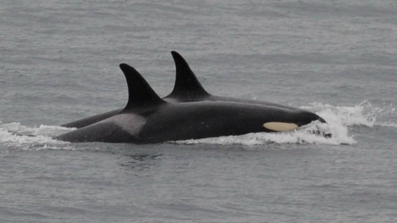 MC_org's tweet photo. Good news! Tahlequah (J35) the southern resident orca who carried her dead calf for 17 days and more than 1,000 miles almost two years ago, is pregnant again. Her baby is still a long way away but fingers crossed.

Photo: Center for Whale Research https://t.co/IK5OcJJ4aI