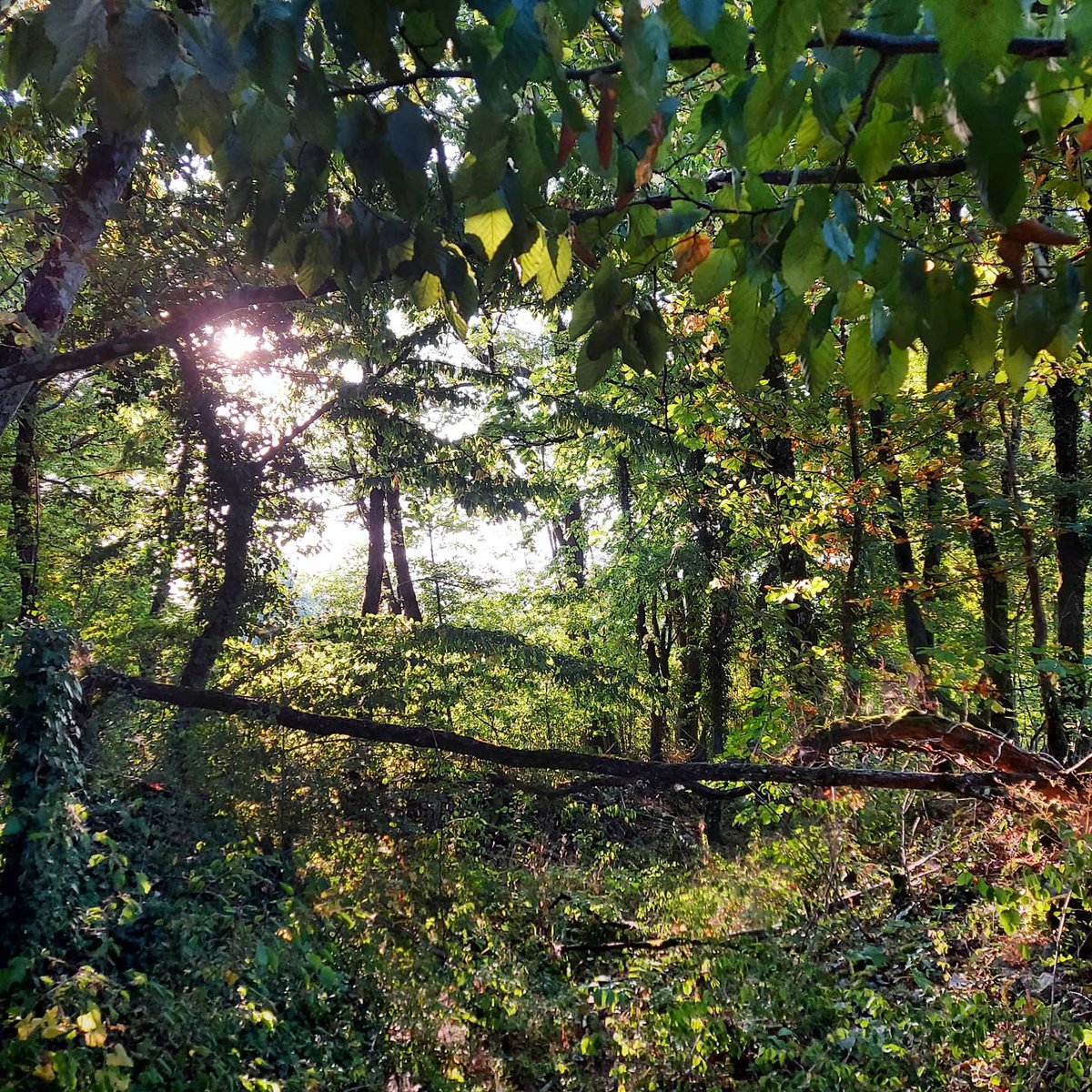 Claire_Lee's tweet image. Tuesday trail! #NerdRun #runonclouds #onrunning