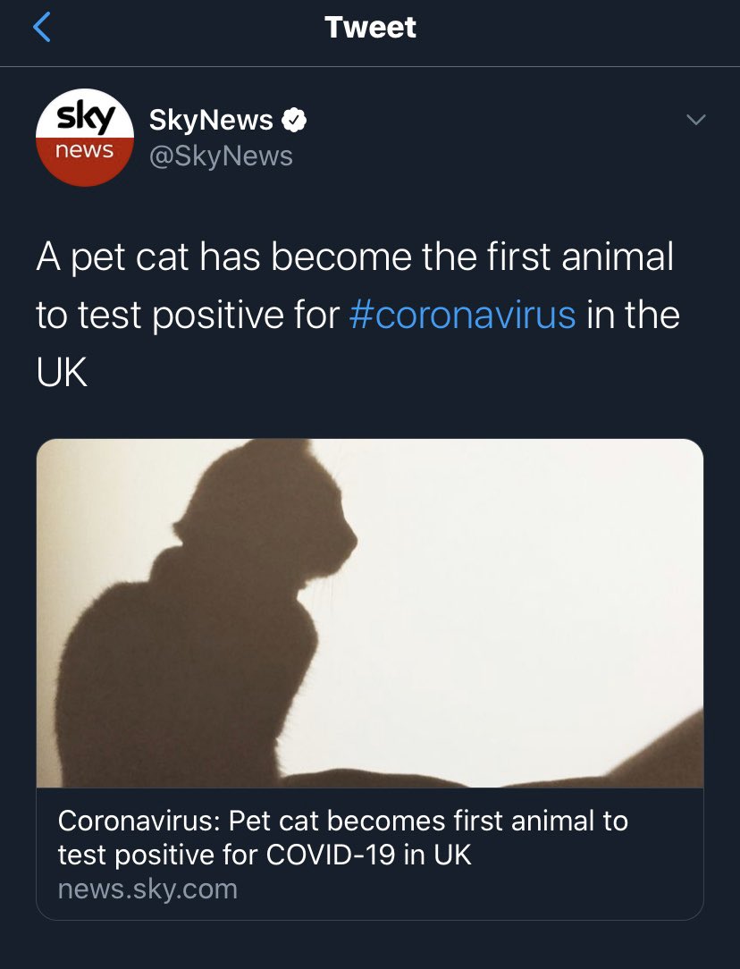 alanswan's tweet photo. Good to see Sky News are protecting the cats anonymity #cataprotection https://t.co/iUEYxp6nGa