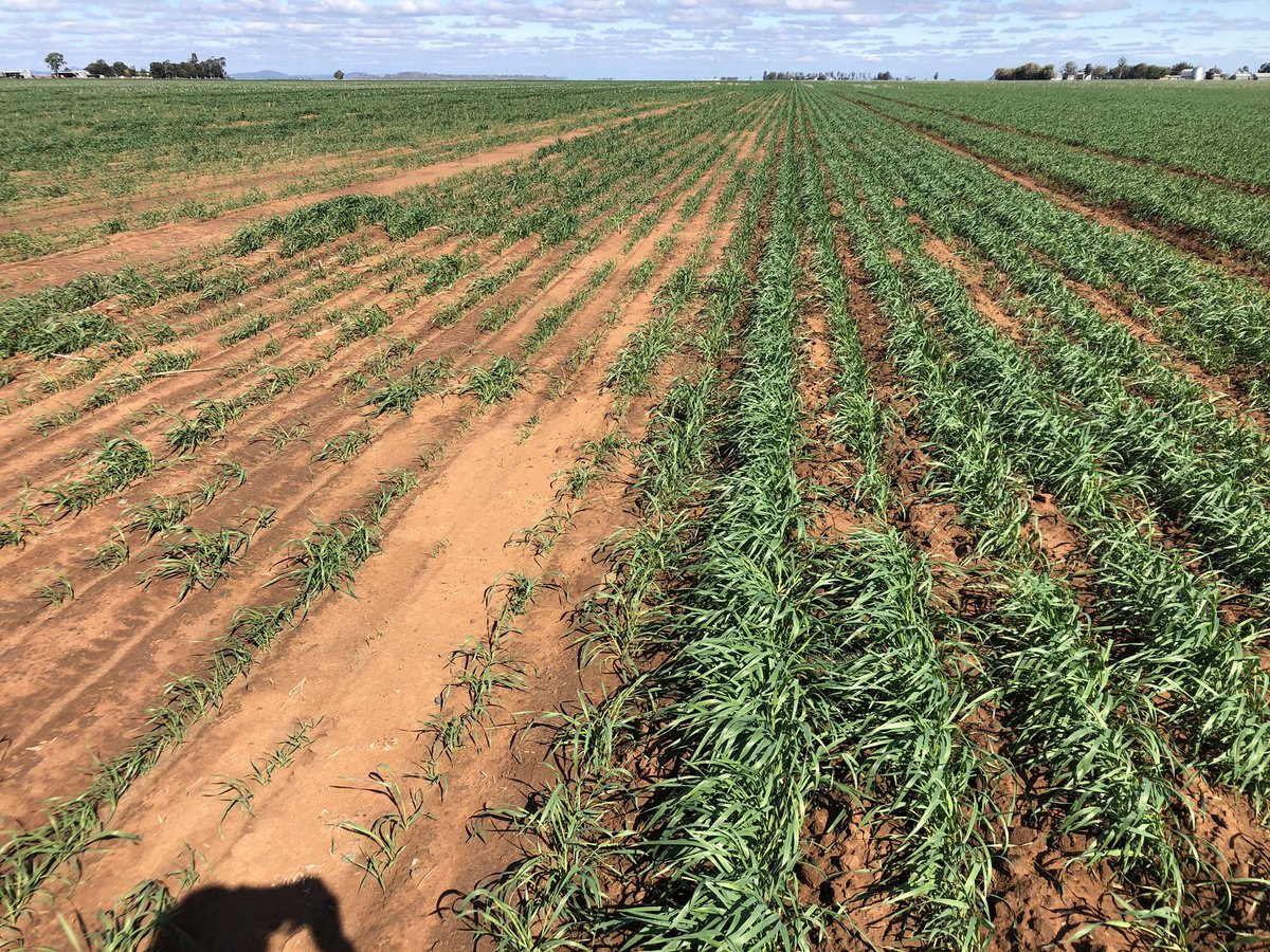 dburner996's tweet photo. Deep ripping trial on a hard setting red knob. Should give a decent ROI https://t.co/DhPN7s5W8d