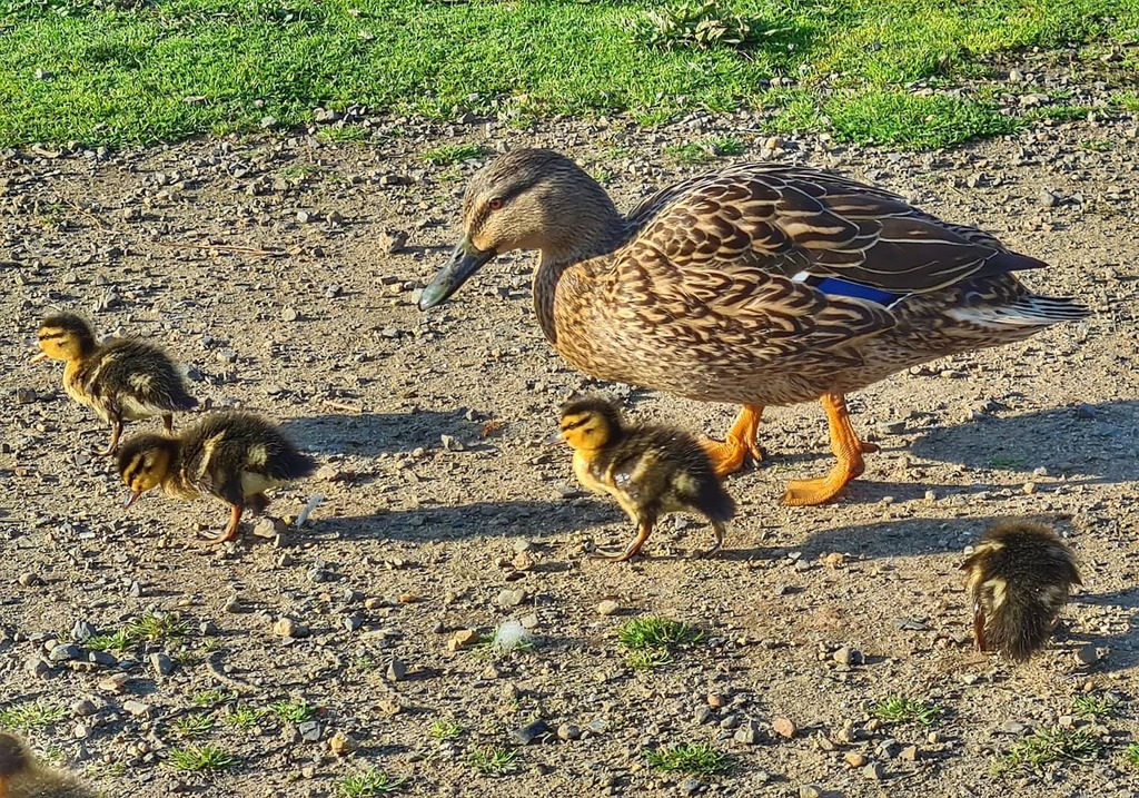robeanne's tweet photo. Mummy duck proudly shepherding her family. I'm sure the other ducks were all just looking on jealously and calling her out! #ducks #rotoroa #springmustbecoming #lovethetron https://t.co/szSoBER86f https://t.co/BxYiCmuLzC