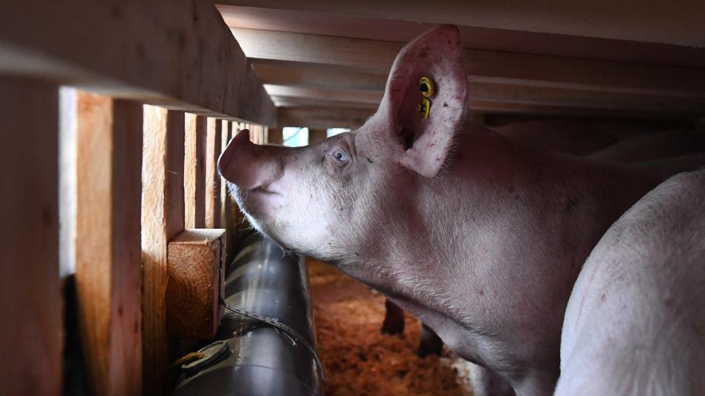 franceinfo's tweet photo. Près des trois quarts des Français favorables à l'organisation d'un référendum sur le droit des animaux, selon un sondage

https://t.co/CJulN1rlsP https://t.co/wGqu1NTZHr
