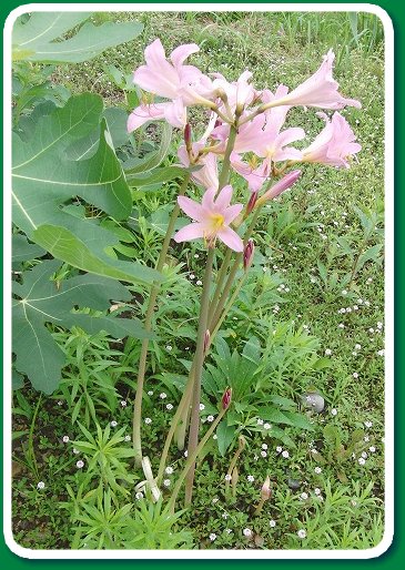 須永朝彦 Na Twitteru 夏水仙開花 彼岸花科のリコリス スクアミゲラ Lycoris Squamigera 夏水仙は通稱 中國原産 里山の木陰などに自生 園藝植物としても人氣あり 彼岸花の仲間では狐剃刀 キツネノカミソリ と共に眞先に開花 今年も駐車場の隅に花莖を