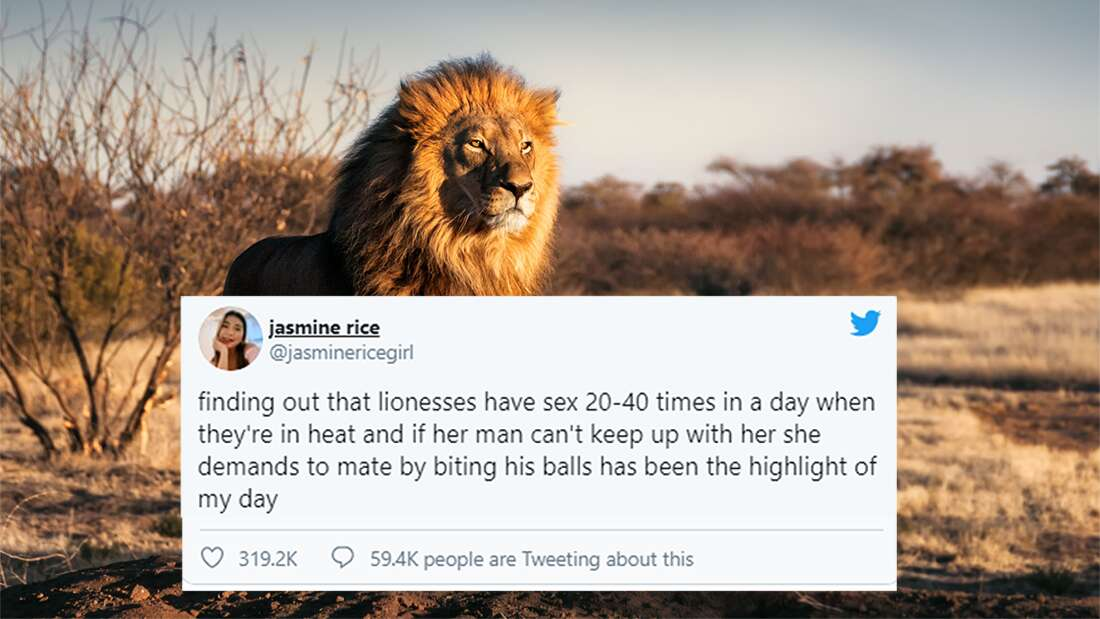 That NSFW Story Of A Lion Getting Bitten On The Balls Isn't Quite Right, But The Truth Is Just As Hilarious
iflscience.com/plants-and-ani…