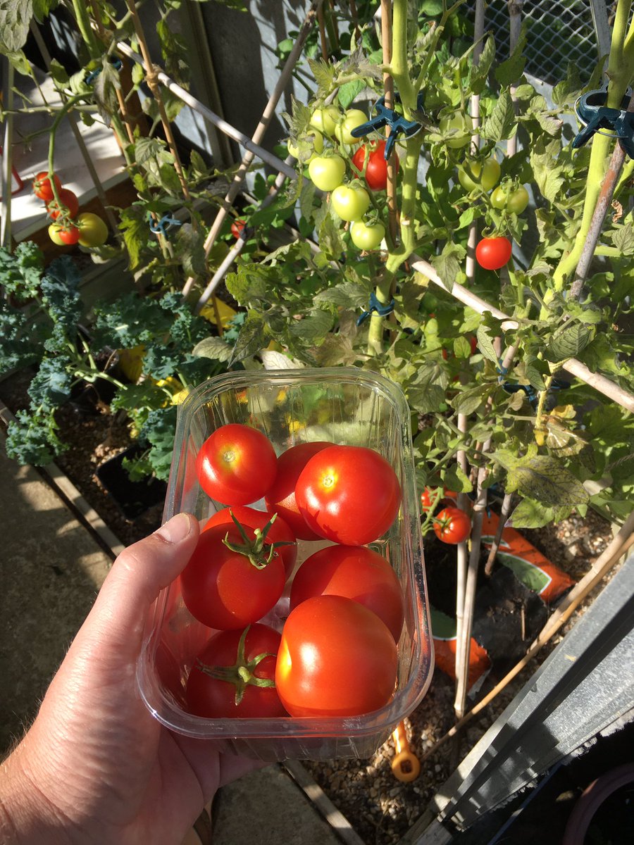 Rusty_Ricker's tweet photo. The garden is doing well, all picked the last few days #GYO #garden #growyourown #vegetablism https://t.co/AUWdjPb4U3