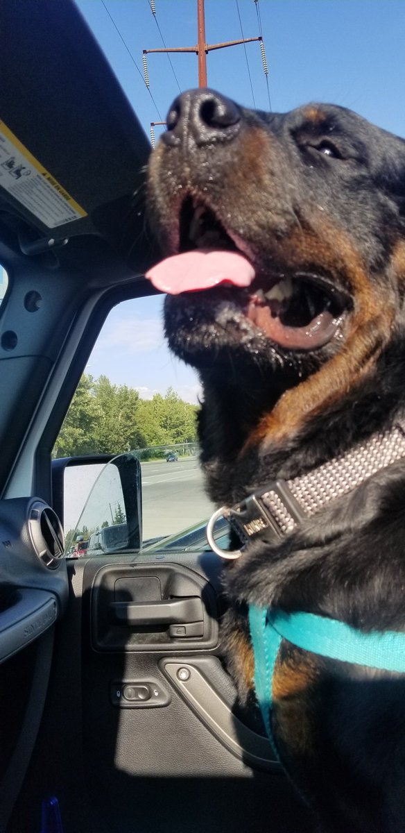 907DbackFan's tweet photo. This might be my favorite though. It was a good day. @jeep #JeepTopCanine #contest #BruceWayne #JeepDogs #FirstClassPassenger https://t.co/UV7WuQQm1n