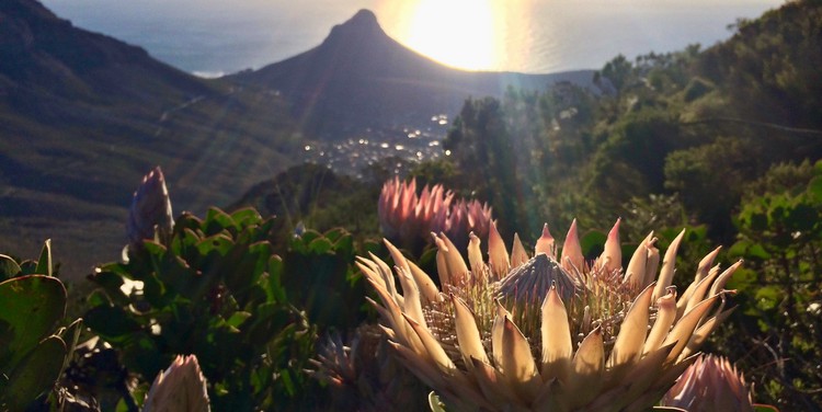 GoodThingsGuy's tweet photo. SA team won a Google Earth grant to protect precious floral kingdom - https://t.co/kCq8mQgjsL https://t.co/bR9a6UD2jA
