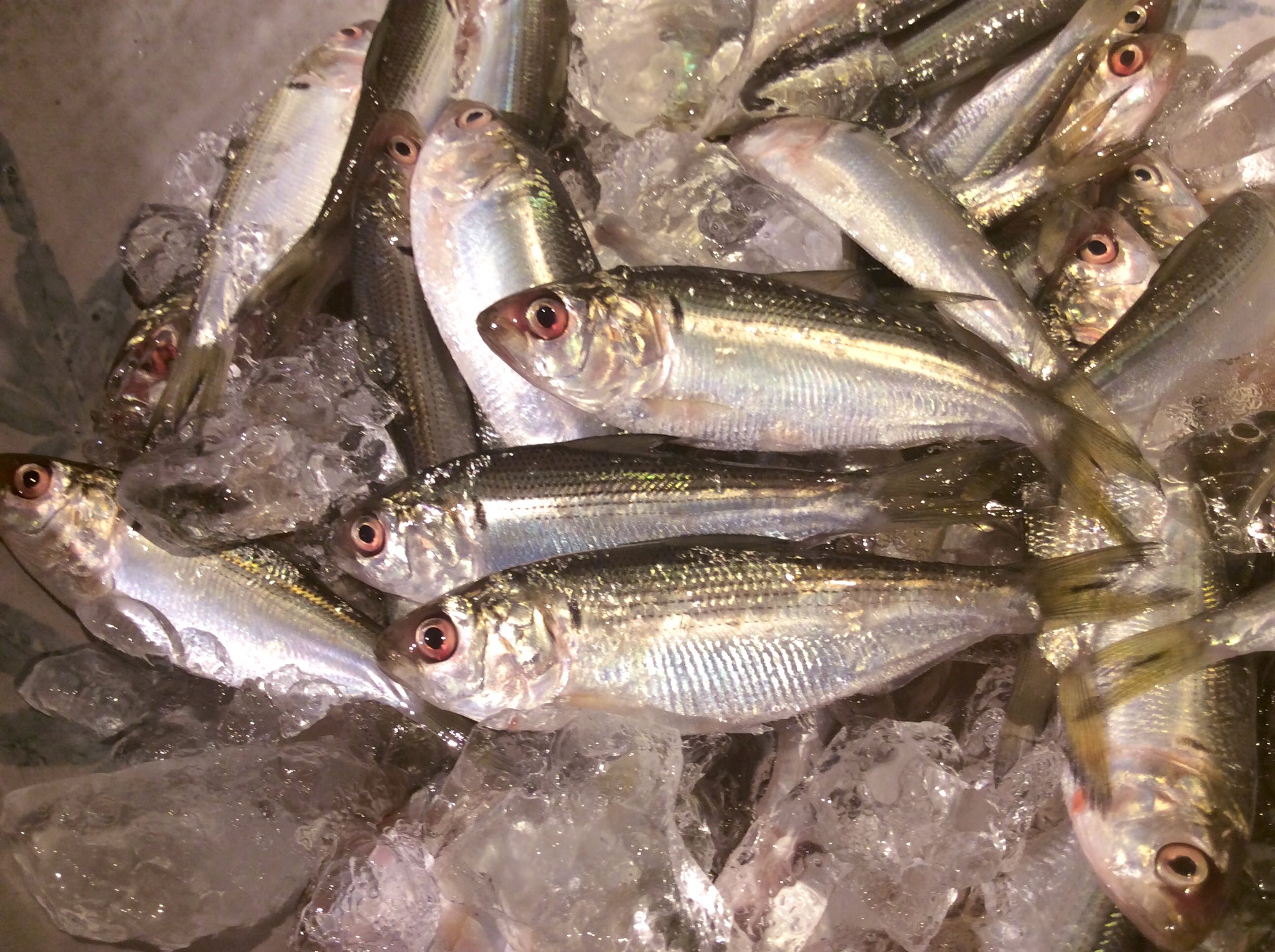 秋葉原 末広町 居酒屋 魚や藤海 北海道塩水ウニ 蝦夷法螺貝 縞海老 水蛸 千葉蛤 金目鯛 平目 鯒 鰺 太刀魚 対馬のどぐろ 愛知白みる貝 長崎イサキ 鮑 熊本出世魚新子 新子 小肌 なかずみ 鮗 出世魚なのに一番下の新子が一番高い なんで