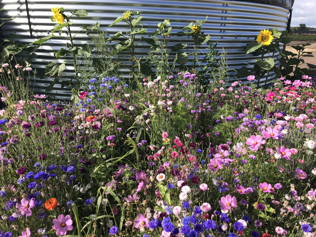 BootCoUK's tweet photo. At Boot &amp; Dart we’re rapidly expanding out organic/eko production of field trees 🌳 and container shrubs 🍃 https://t.co/uBXLAZ2Ahh