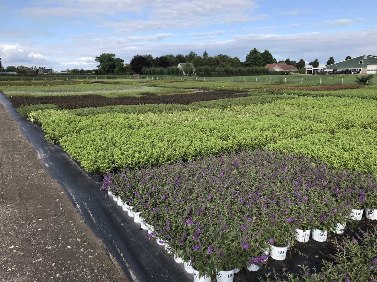 BootCoUK's tweet photo. At Boot &amp; Dart we’re rapidly expanding out organic/eko production of field trees 🌳 and container shrubs 🍃 https://t.co/uBXLAZ2Ahh