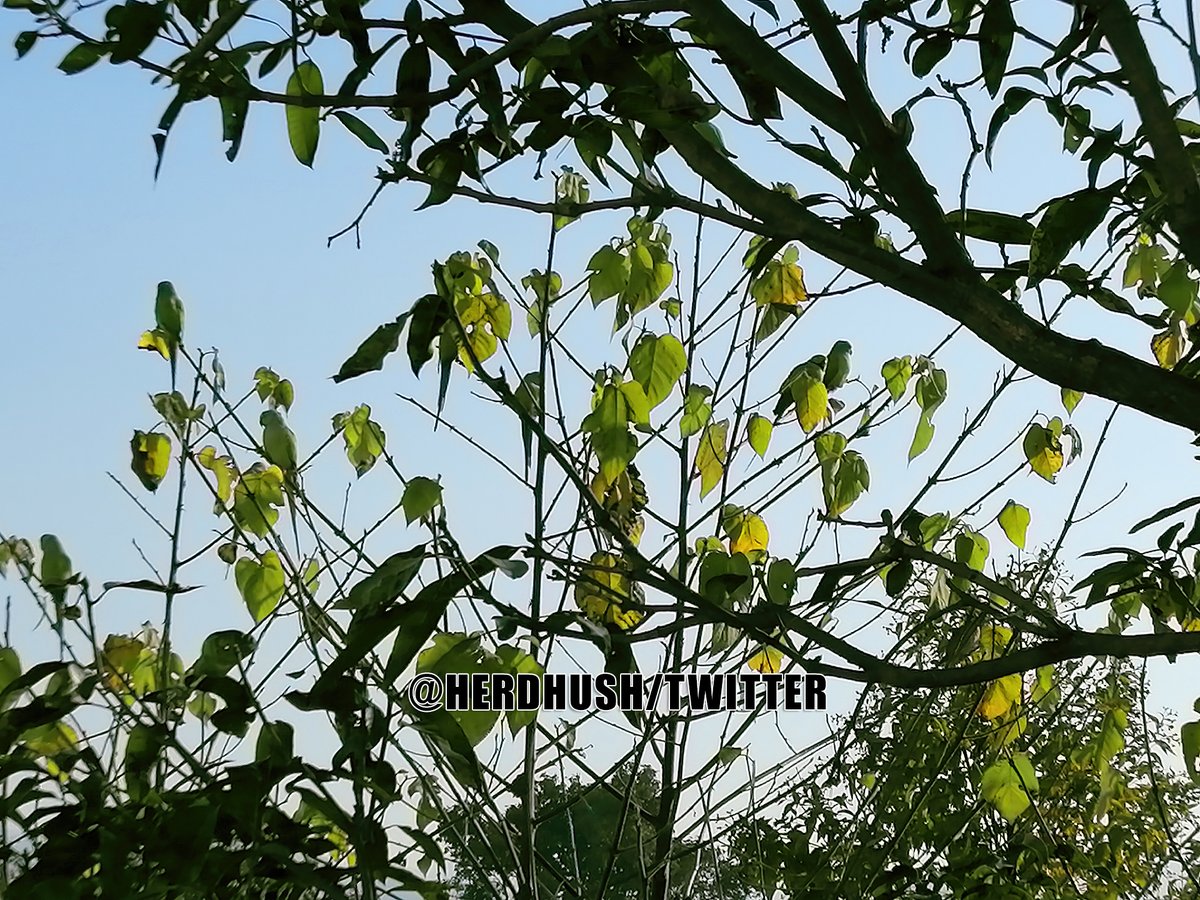 HerdHUSH's tweet photo. How many Birds can you Find in this image??
#Camouflage #Amazing #Puzzle #MindTwister #FindItOut #Beautiful #Nature #BrainTeaser #DilKoKaraarAaya #SidharthShukla #NehaSharma #PicturePuzzle #3DaysToGoForDilKoKaraarAaya @timesofindia https://t.co/dhthtAL7hC